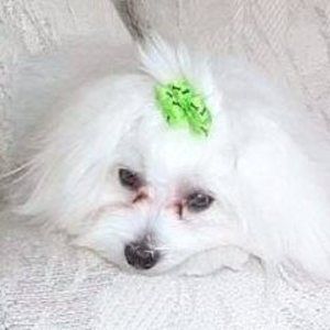 Meet your Posher, Levond